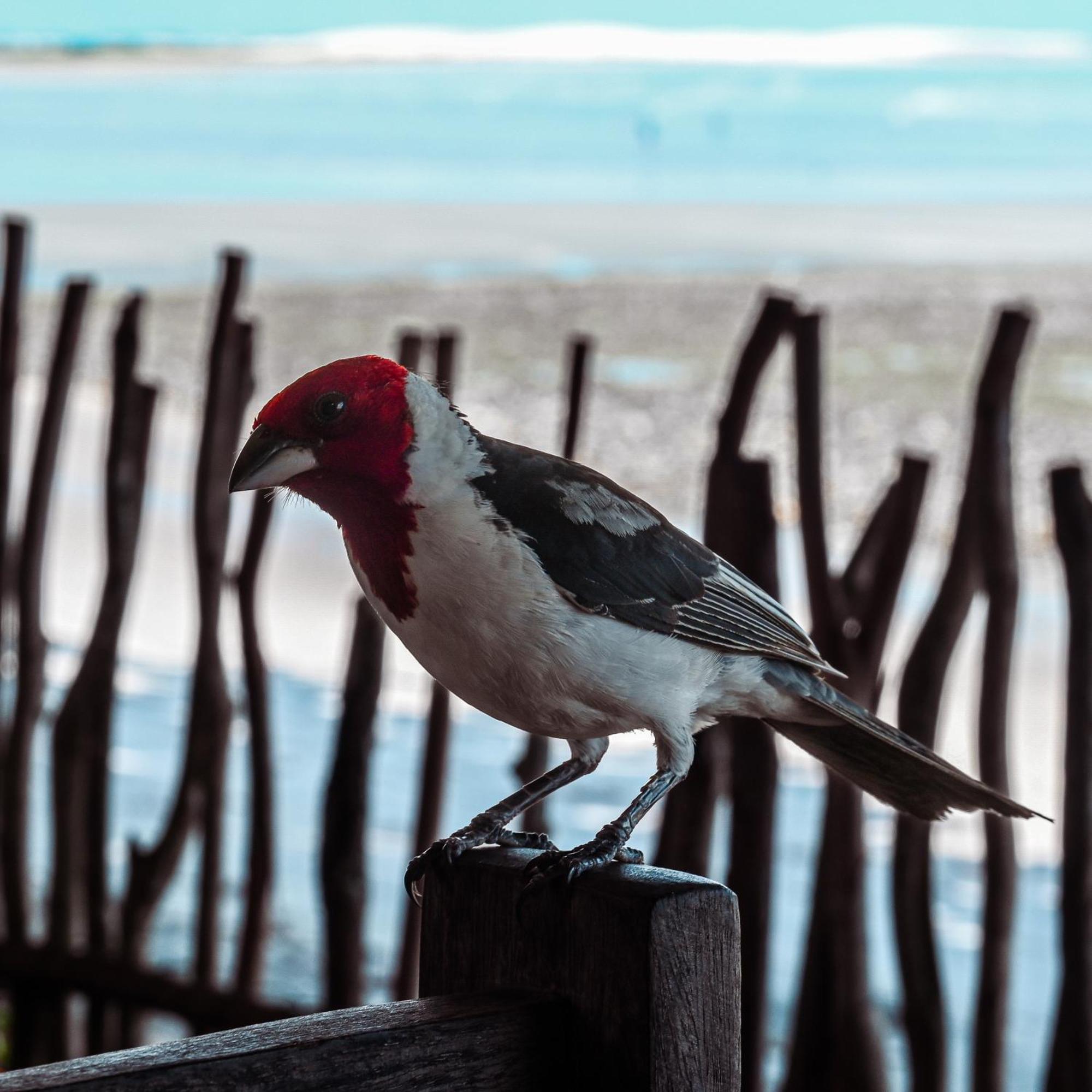 Pousada Ponta Da Pedra จีโจกา จี เจรีกวากวารา ภายนอก รูปภาพ